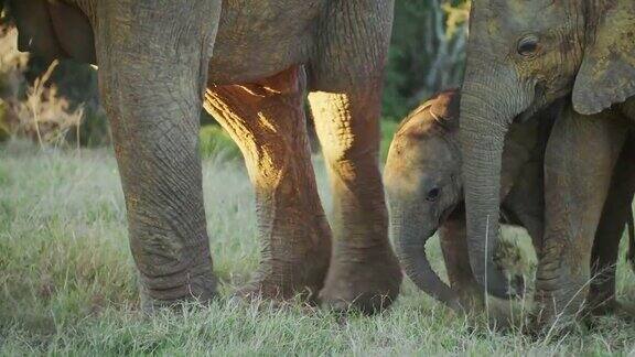小象站在妈妈的下面