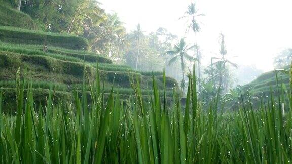 水稻梯田乌布巴厘岛印度尼西亚