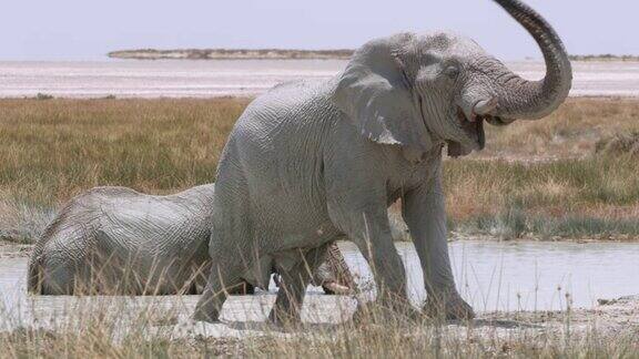 非洲纳米比亚阳光明媚的沙漠里大象抖抖身上的水