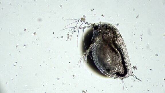 透明甲壳类水蚤在显微镜下放大