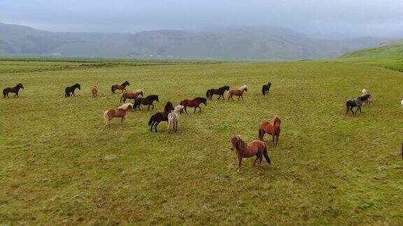 鸟瞰农场上的冰岛马