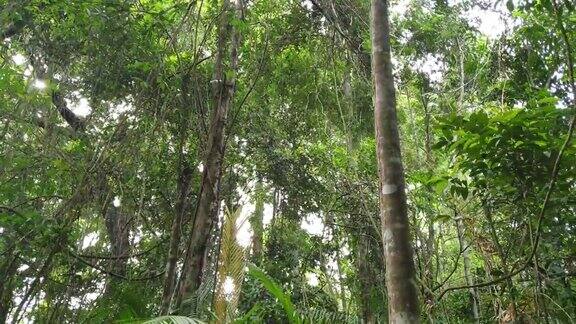 树在热带雨林
