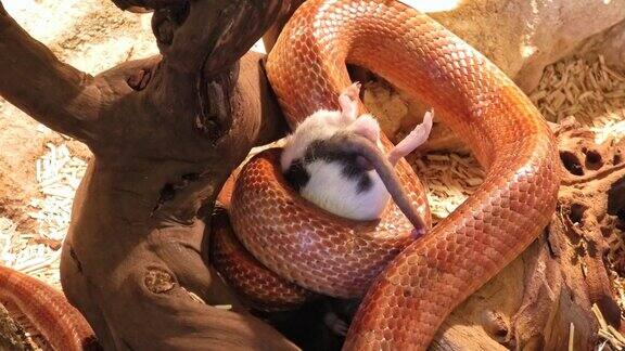 玉米蛇吃