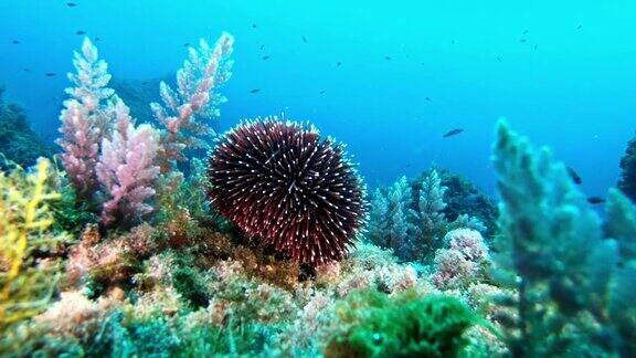 水下景观-在地中海潜水-海胆