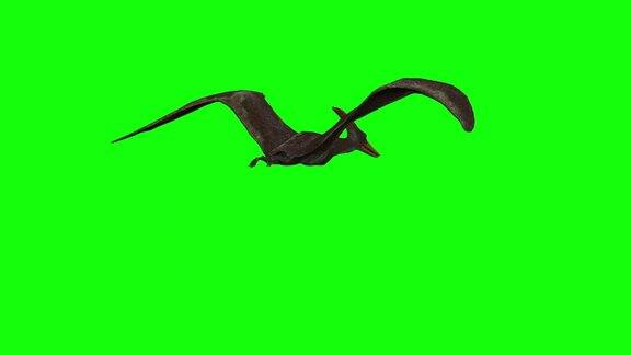 翼手龙在绿幕上飞行的3d动画
