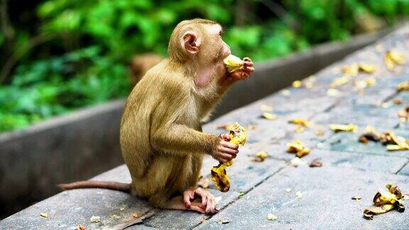 猴子吃香蕉