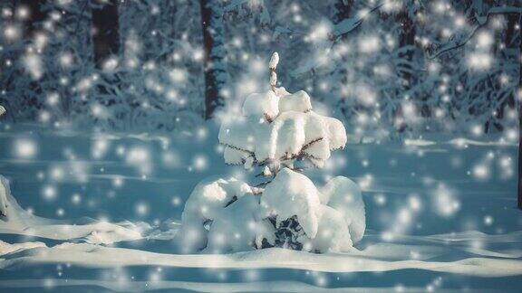 一棵美丽的小圣诞树上面覆盖着白雪背景是深蓝色的