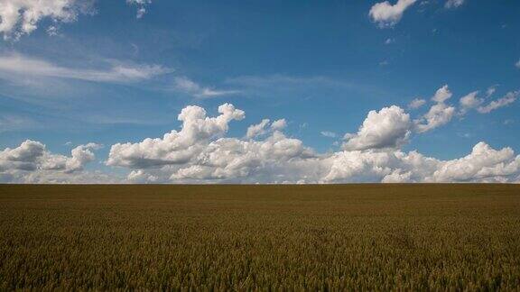 8K拍摄的金色小麦云景