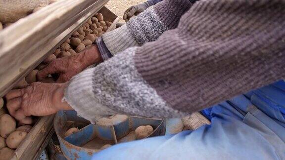 农民在地里播种马铃薯