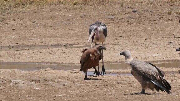 非洲白背秃鹫非洲大秃鹫站在水里的团体鹳鸟瘦尾鸟肯尼亚内罗毕公园实时4K