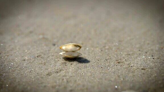 近距离观察岸上的小贝壳