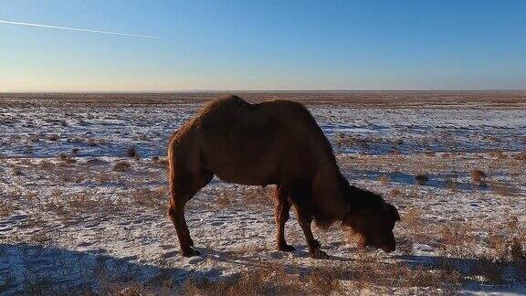 可爱而惊人的毛茸茸的双驼峰骆驼在雪甸上吃草一只野生骆驼在行走