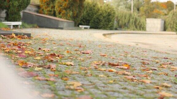 金色干燥的秋叶在纪念城市公园的灰色鹅卵石路面上