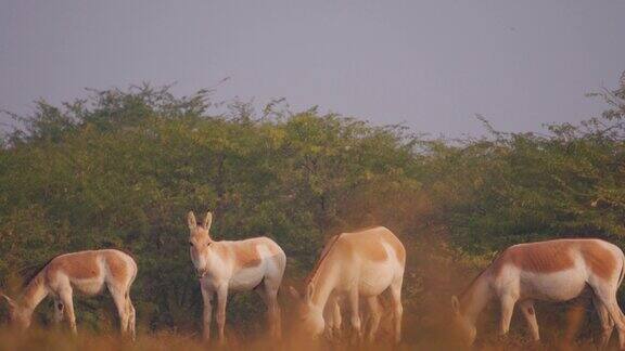4K镜头的一群印度野驴(Equushemionuskhur)也被称为ghudkhur在小Rann的库奇古吉拉特邦印度野生动物保护区珍稀濒危动物的保护