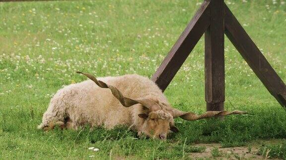 孤独的匈牙利绵羊躺在绿草地上