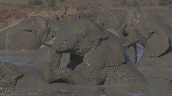 大象在水坑