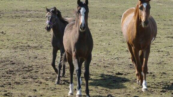 爱沙尼亚农场里的三匹马