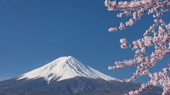 4K视频:富士山的春天藤吉田川口子的樱花盛开