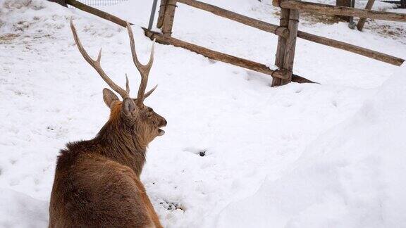 雪鹿