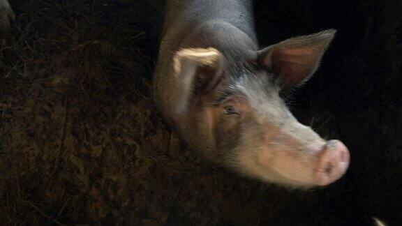 铁栅栏后面的小猪看着摄像机农场里的小猪