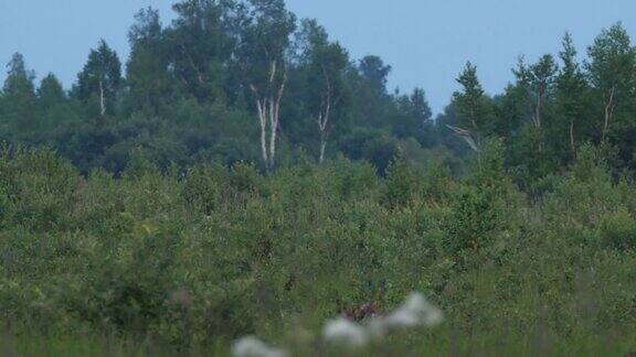 长耳猫头鹰(Asiootus)-兴安保护区俄罗斯