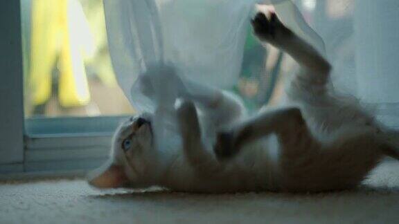 小猫玩窗帘