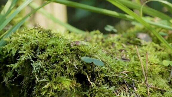 苔草森林美丽的绿色苔藓在阳光下苔藓特写苔藓长在树上