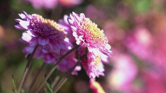 模糊的背景上粉红色菊花的特写