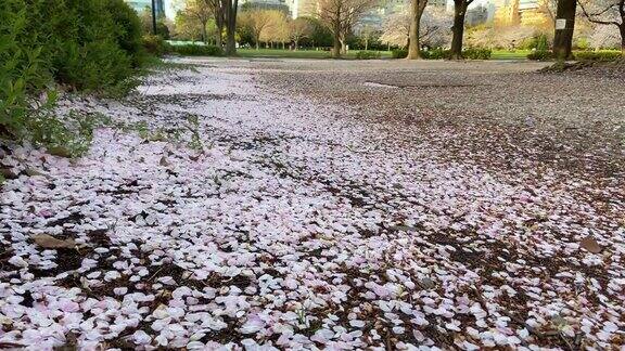 日本东京的Kiba公园樱花盛开