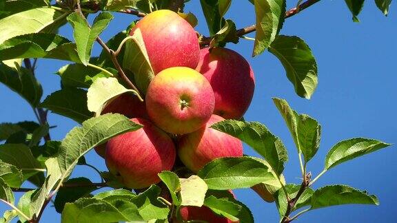 成熟的苹果在一个种植园近距离倾斜