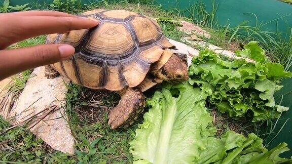 人类的手触摸苏卡塔龟在绿色的草地花园吃生菜的农场乌龟吃东西的特写