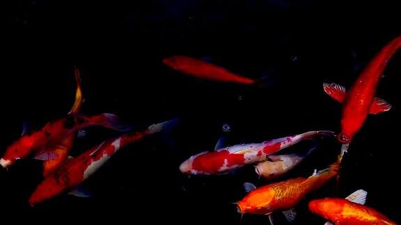 锦鲤在水花园里游泳花式鲤鱼锦鲤锦鲤在池塘里游泳孤立背景为黑色花式鲤鱼或锦鲤是红色、橙色的