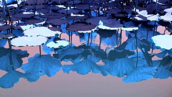蓝色睡莲的叶子在水中倒影