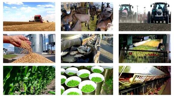 农业-食品生产蒙太奇