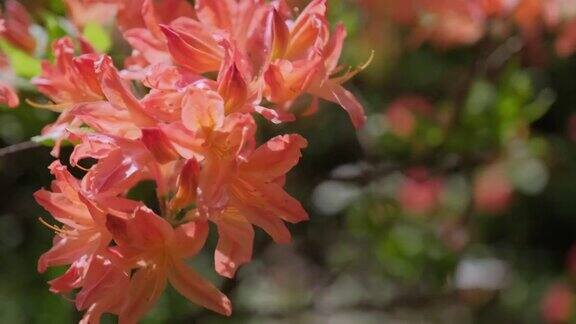 日本橙色杜鹃花在春天的花园特写