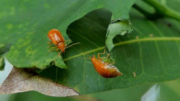 叶子上的红瓜甲虫