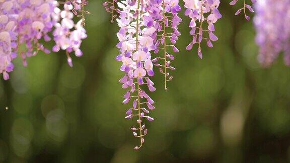 紫藤(wisteriasinensis)是紫藤属的木质、落叶、多年生攀缘藤本植物