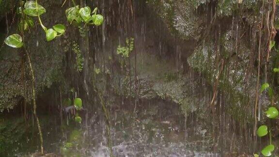 绿色的植物在雨下