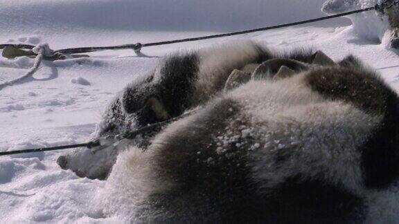 雪橇狗睡在冻土带的雪地里