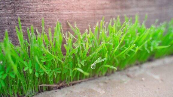 绿色饱和草与水滴在尖端特写植物上的晨露流畅的镜头移动发芽的草籽通过混凝土在木制背景