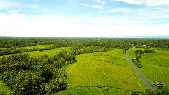 巴厘岛稻田上的空中公路