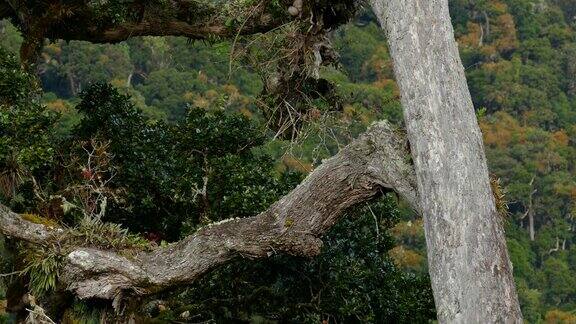 小鸟在大树上与戏剧性的丛林背景在哥斯达黎加