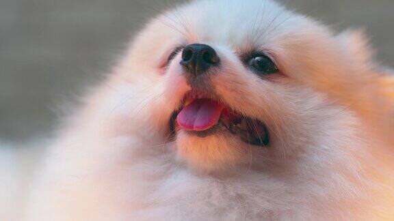 近距离观察博美犬白色小狗快乐的舌头脸