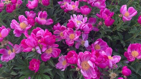 花园里的粉红牡丹