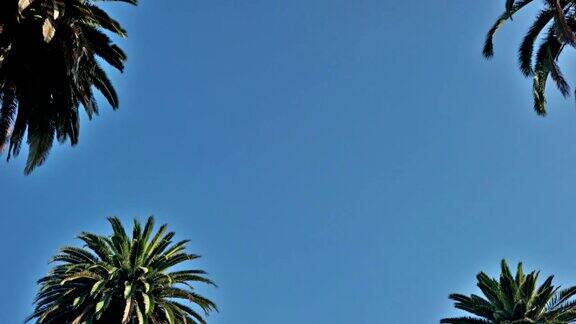 天上有棵棕榈树树叶避难所和平的自然背景
