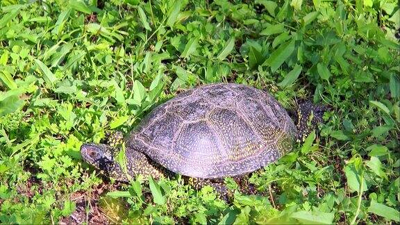 草丛中的小乌龟