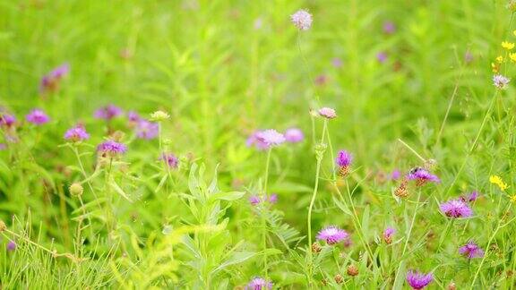 矢车菊属jacea生长在绿色的草地上普通矢车菊的紫色花