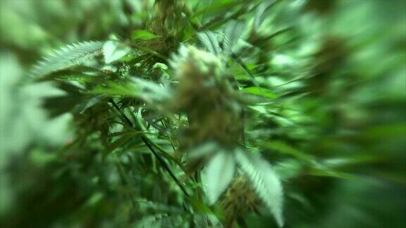 迷幻背景的大麻植物