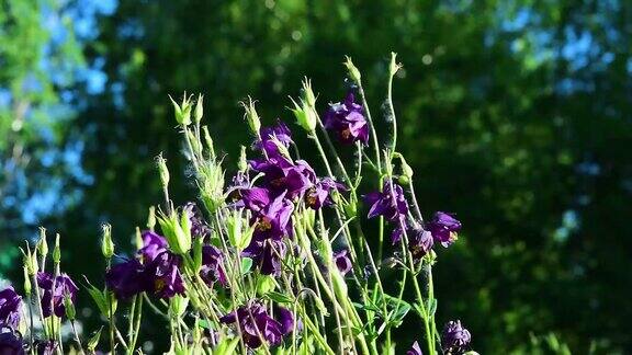 紫色的水仙花上一丛绿叶随风摇曳自然成为背景