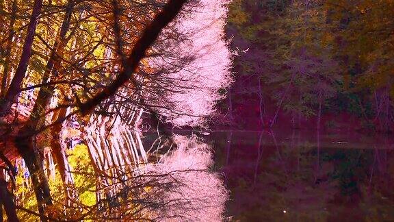 金色的秋景阳光照耀着湖面